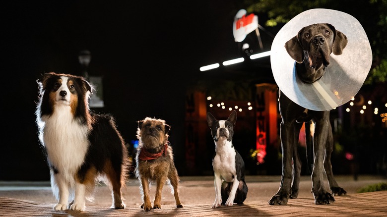 Strays dogs standing on street