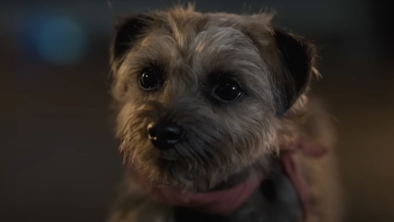 Strays Release Date, Cast, Trailer, Plot And More Details