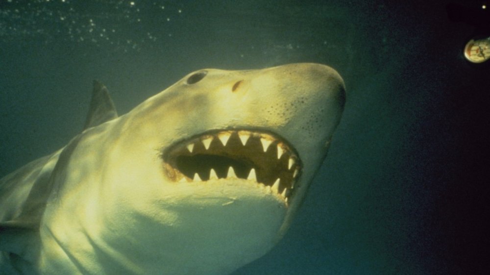 Jaws 3D