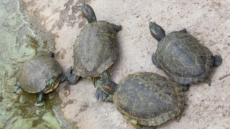 Turtles on shore