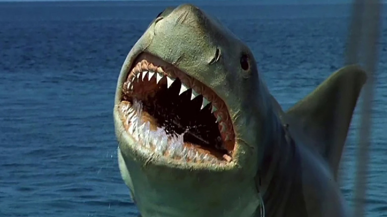 The shark leaps out of the water in 