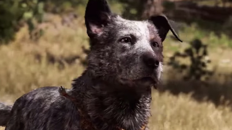 Boomer Far Cry 5 Looking into Distance