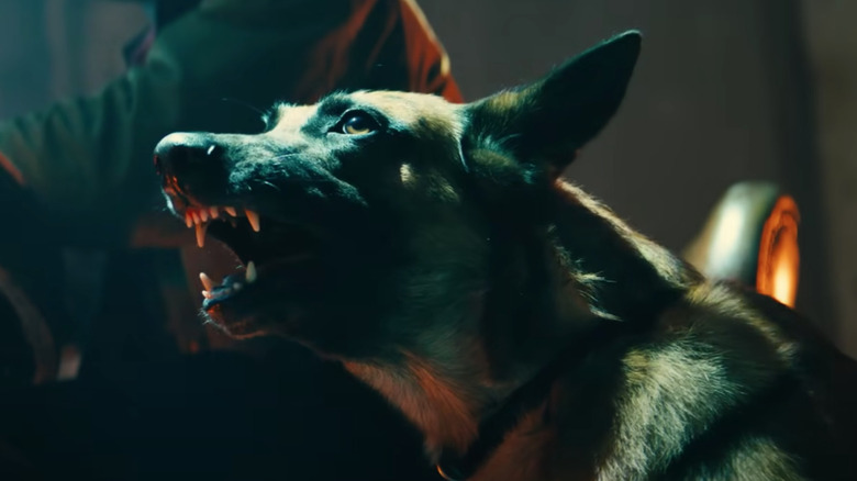 Dog growling visciouly