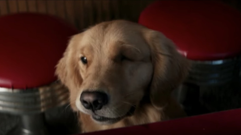 Lucky the Pizza Dog