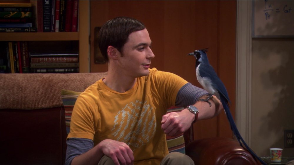 Jim Parsons as Sheldon Cooper on The Big Bang Theory with bird