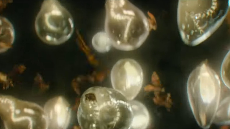 Glow Bugs glowing in bulbs