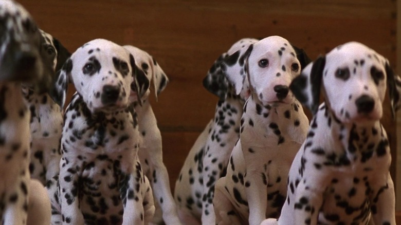 The dalmatian puppies in the 1996 film