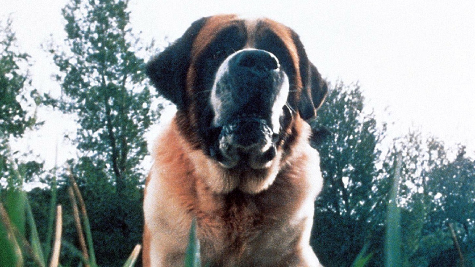 The Dark History Of Cujo The Dark History Of Cujo