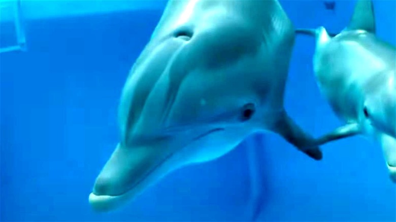 Dolphin swimming in her aquarium