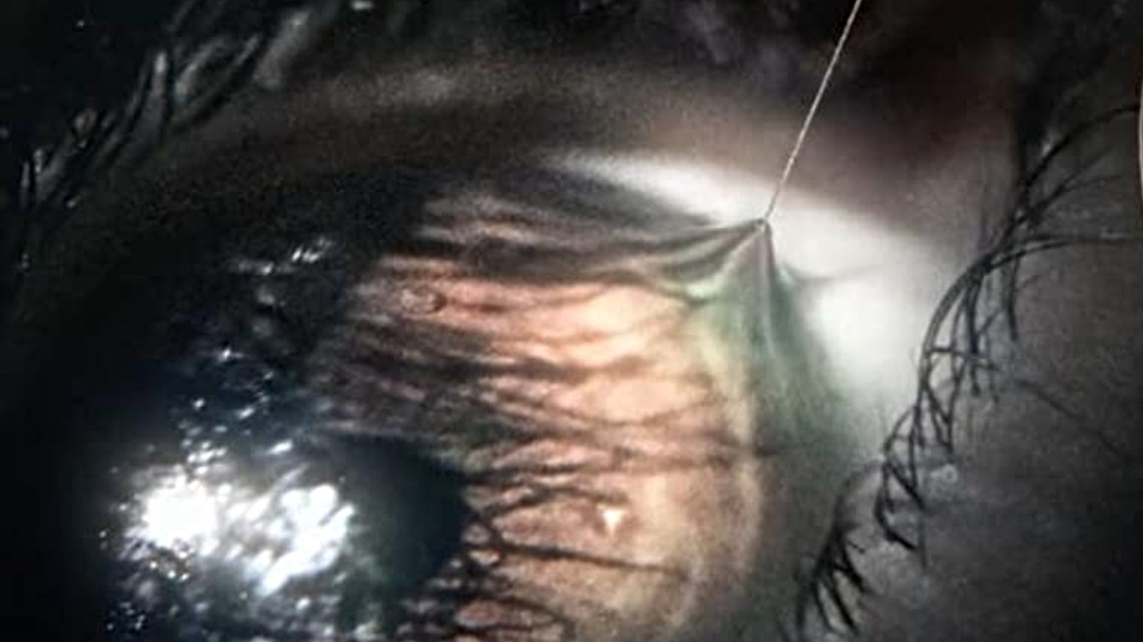 Veröffentlichungsdatum, Besetzung und Intrige von The Devil’s Light