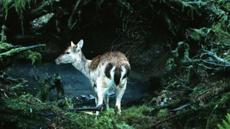 Twilight deer chilling in the woods