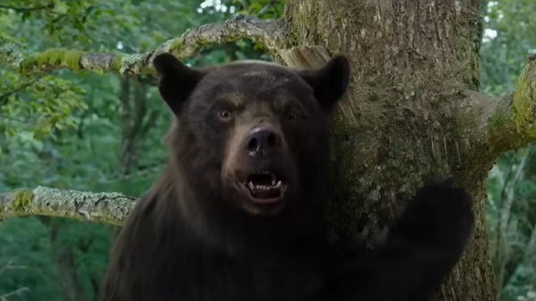 Explainer: Black bear or brown bear?