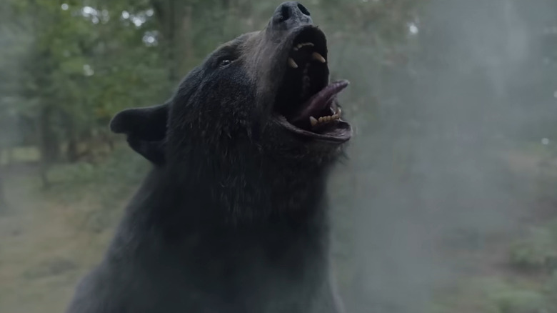 The bear does cocaine