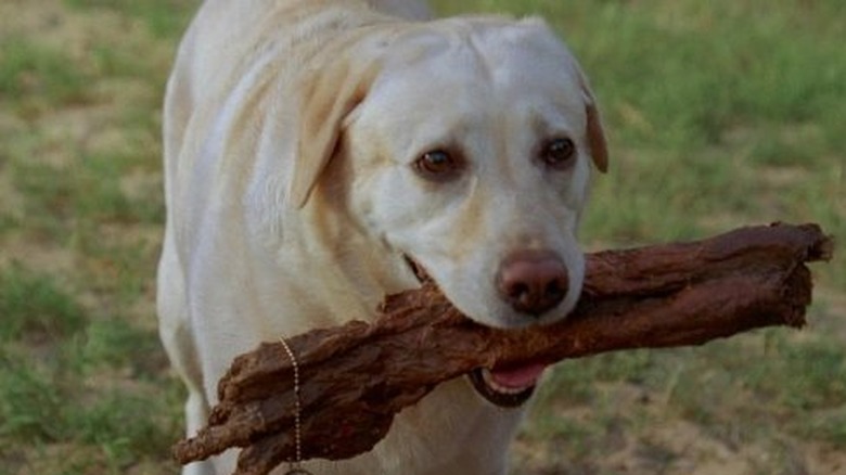 Vincent with a stick