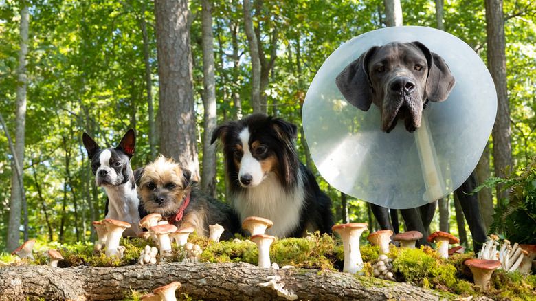 The dogs looking at some shrooms