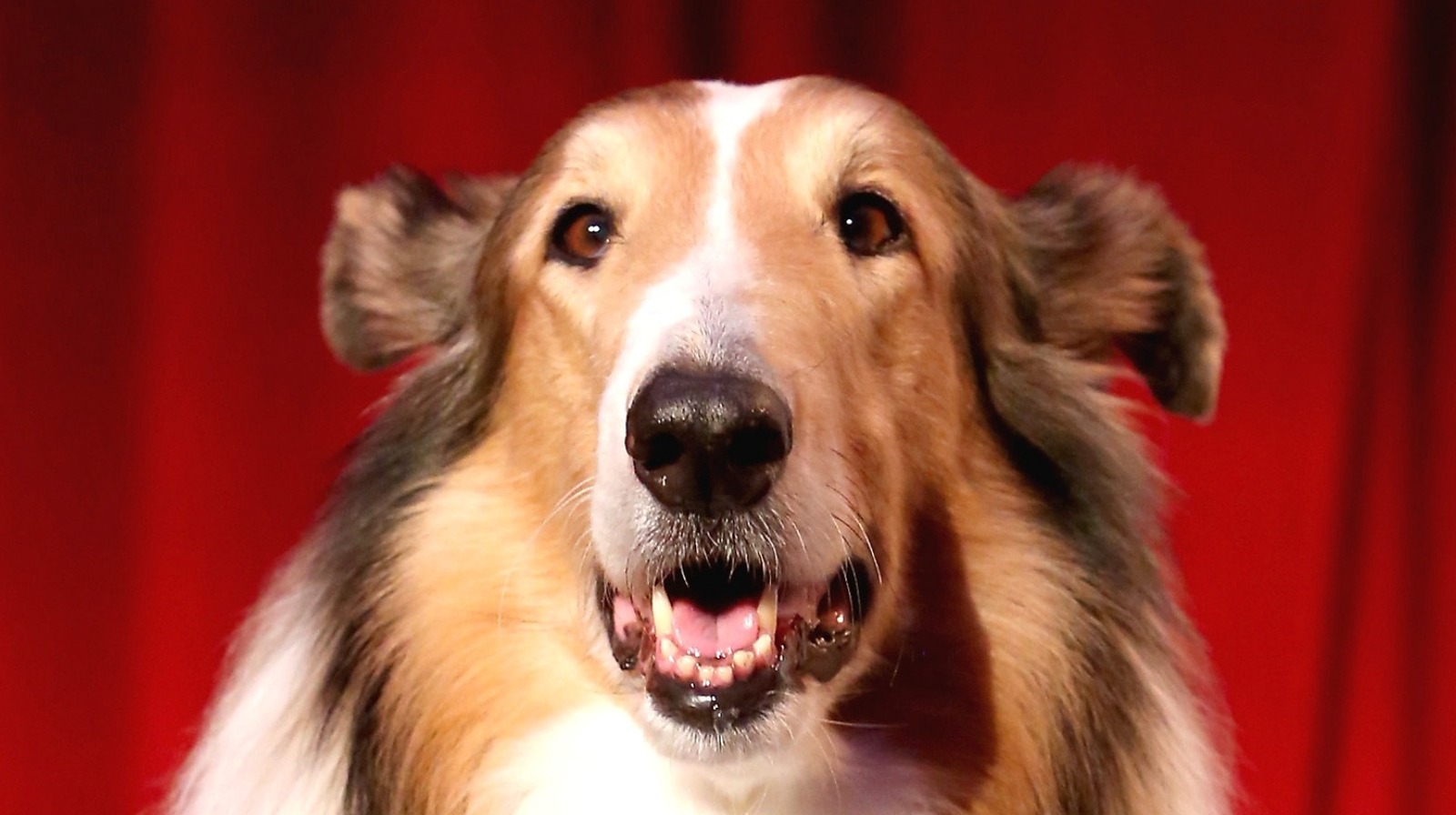 Movies! TV Network Lassie Got Paid More Than Elizabeth Taylor!