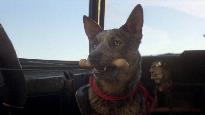Dog holding bone