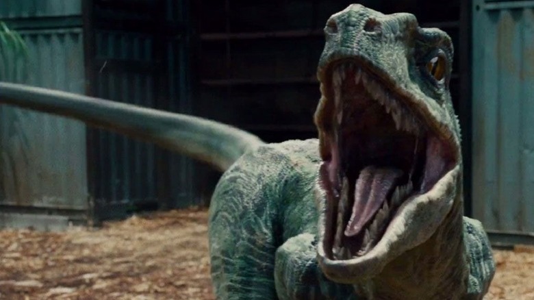 Blue the Velociraptor in Jurassic World