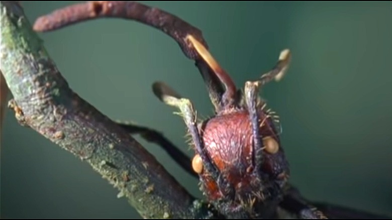 Closeup of a cordyceps ant 
