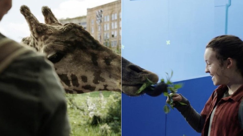 Pedro Pascal and Bella Ramsey interacting with a giraffe on the set of The Last of Us