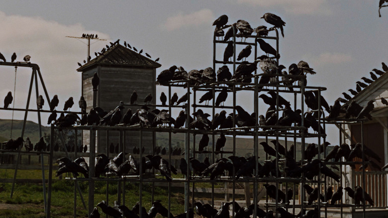 Image from The Birds