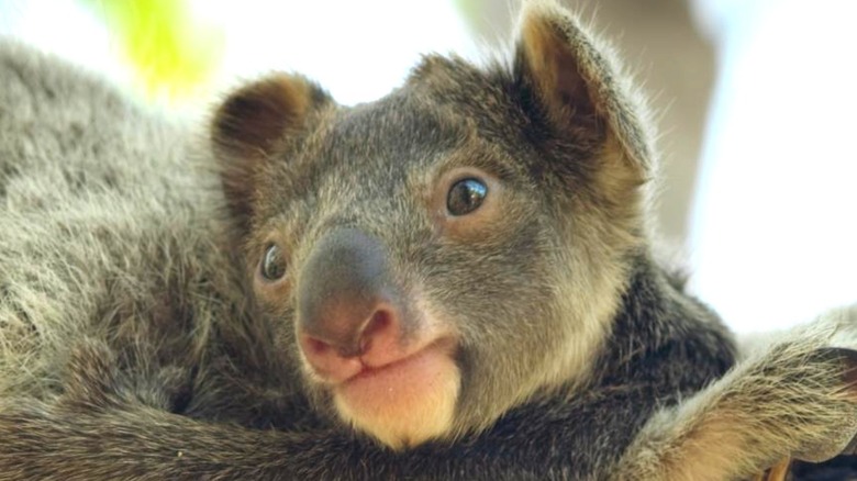 baby koala bear