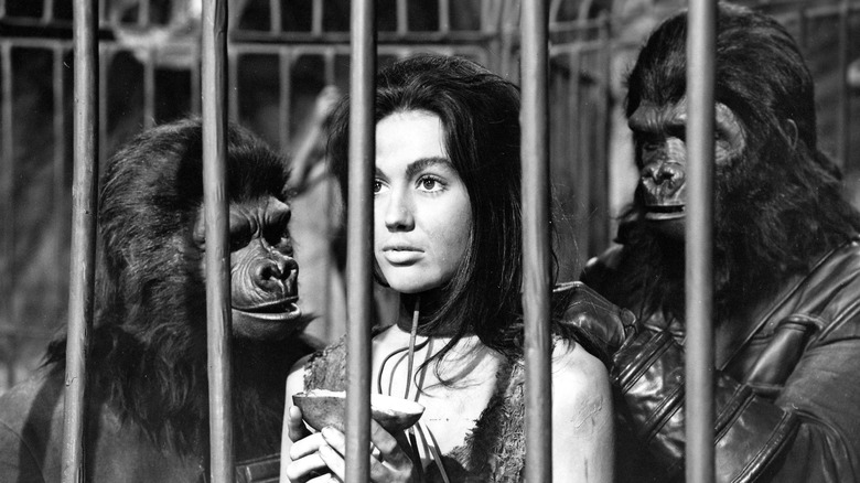 Nova in cage with apes