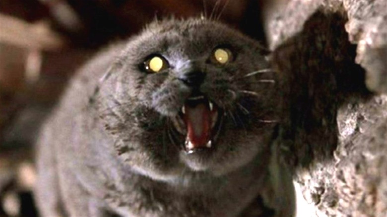 Pet Sematary cat