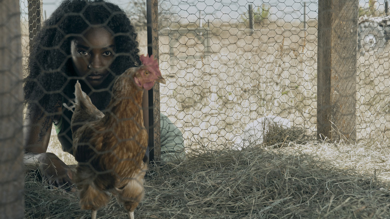 Allie looking at a chicken