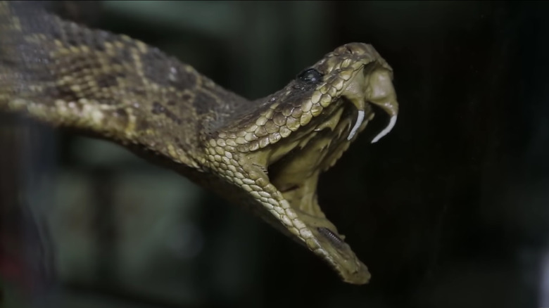 Dead snake with mouth open