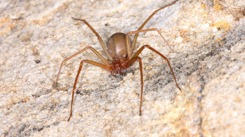 Brown recluse spider