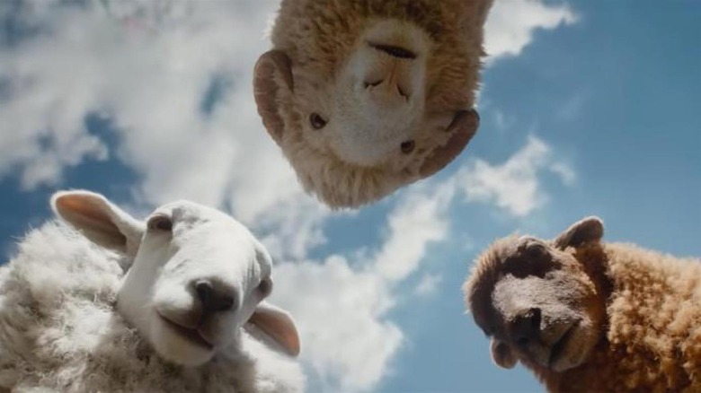 Lily, Mopple, and Cloud looking down in The Sheep Detectives