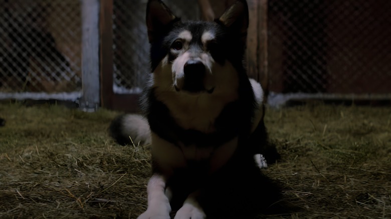 The sled dog in The Thing before it transforms