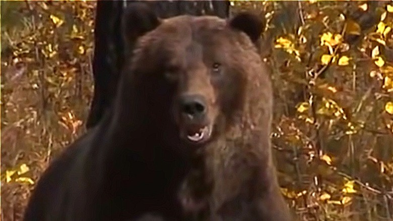  Ós grizzly observant els espectadors