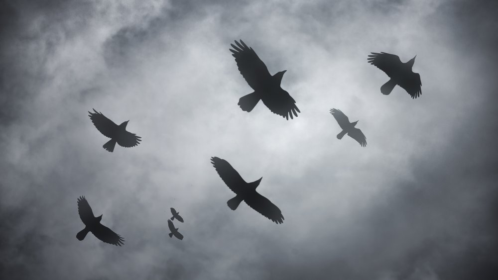 A flock of ravens flying against a cloud sky