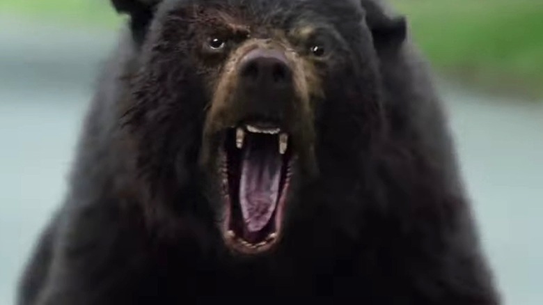 Angry bear with its mouth open