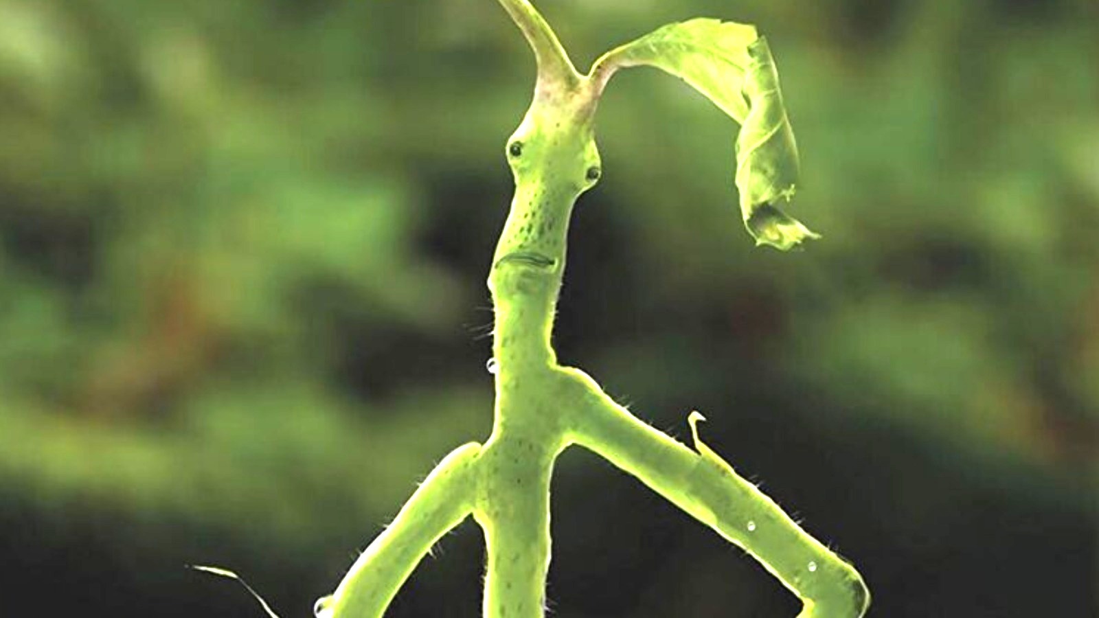 The Truth About Bowtruckles In The Fantastic Beasts Films