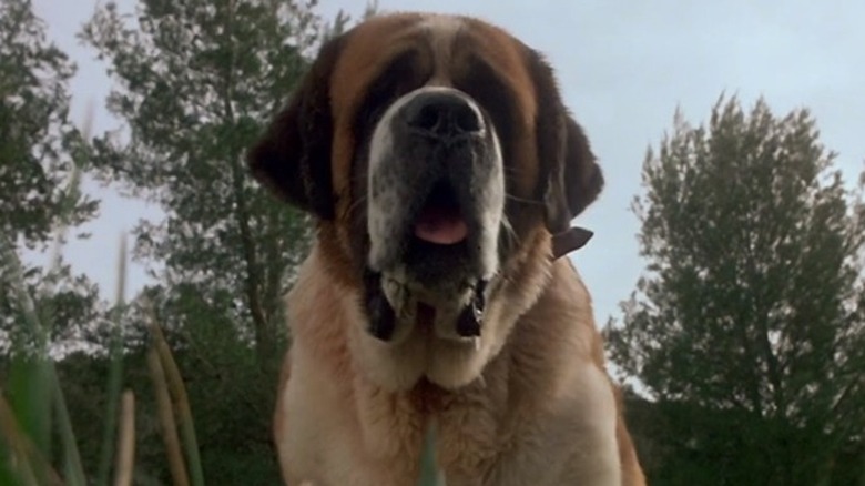 Chow Down On These Cujo Facts
