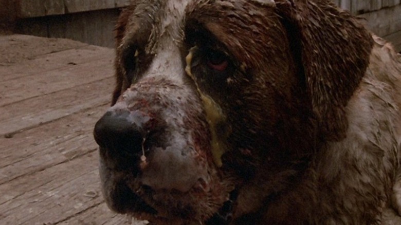 Cujo sniffing