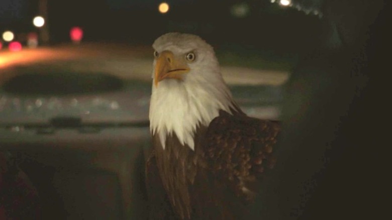 Eagly looking befuddled