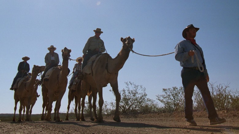 old west camels