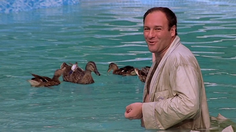 Tony is excited by ducks swimming in his pool