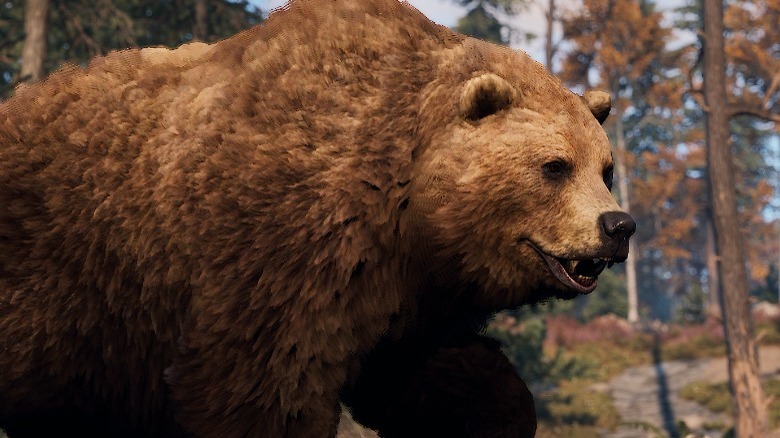 Bears in Rust
