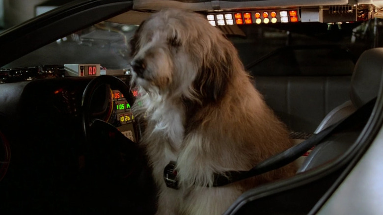 Einstein sits in the DeLorean