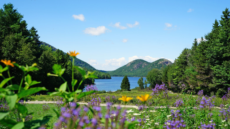 Cobalt blue Jordan Pond and purple and yellow wildflowers in Acadia National Park, on Mount Desert Island, Maine