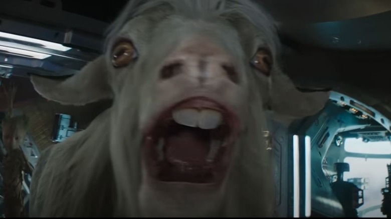 Thor's goat screaming