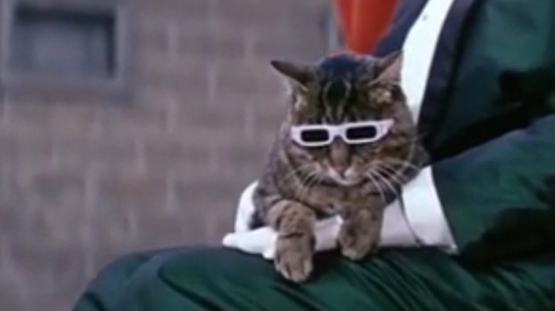 The Cassandra Cat