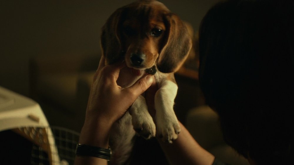 What Happened To The Puppy From John Wick?