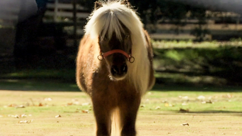 Li'l Sebastian memorial video