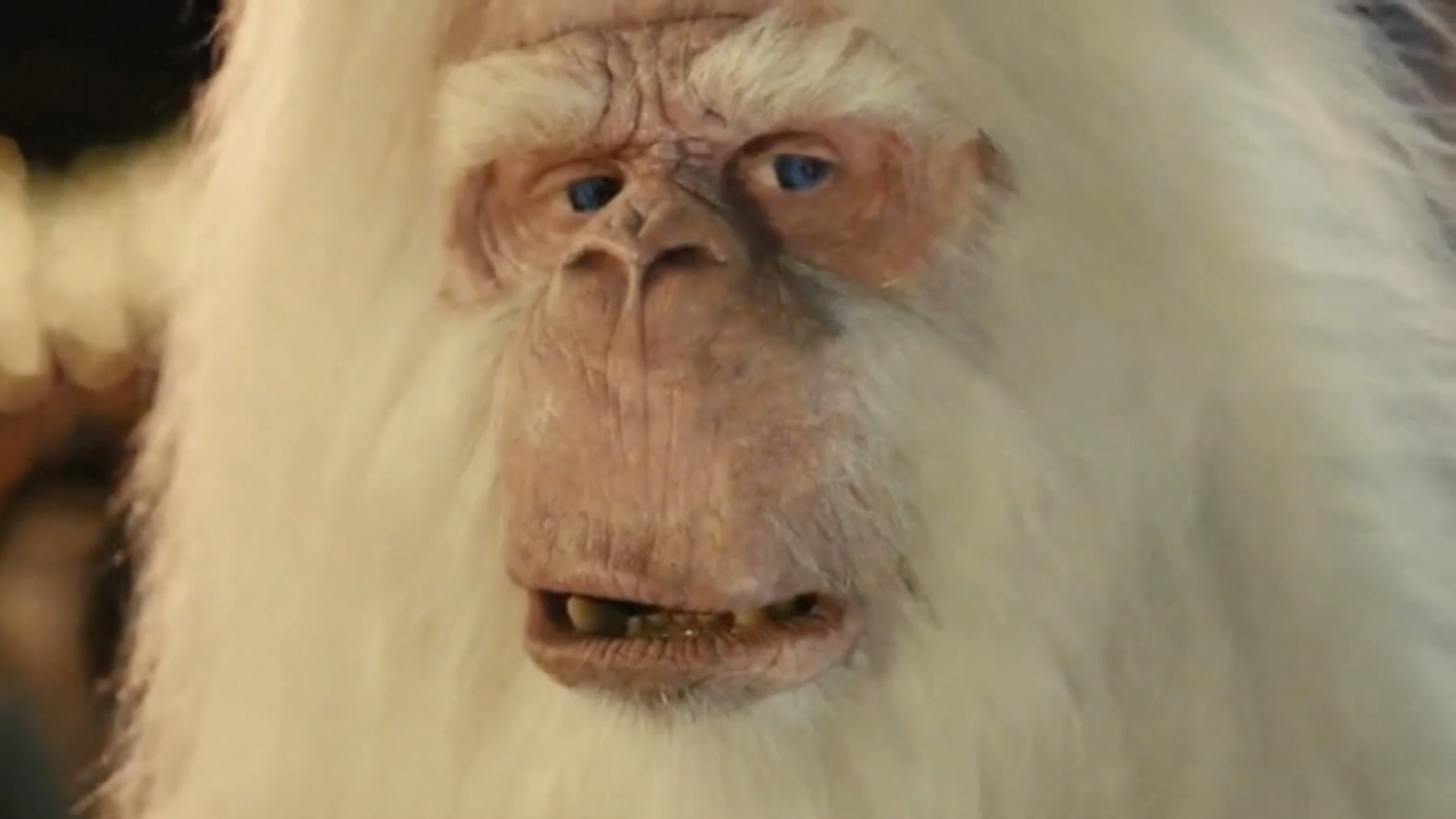 What Is The Song In Amazon s Early Black Friday Holidays Lonely Yeti 